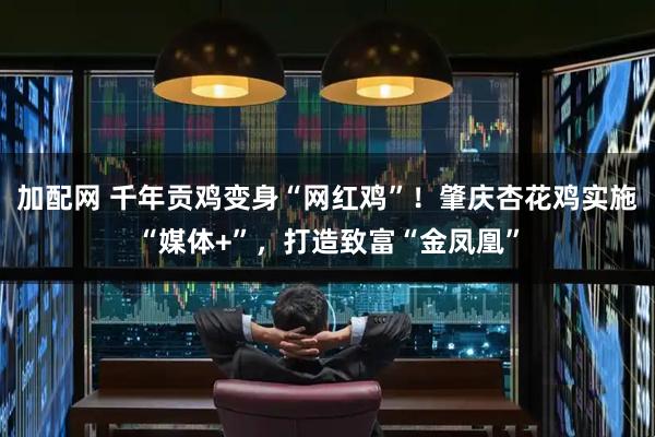 加配网 千年贡鸡变身“网红鸡”！肇庆杏花鸡实施“媒体+”，打造致富“金凤凰”